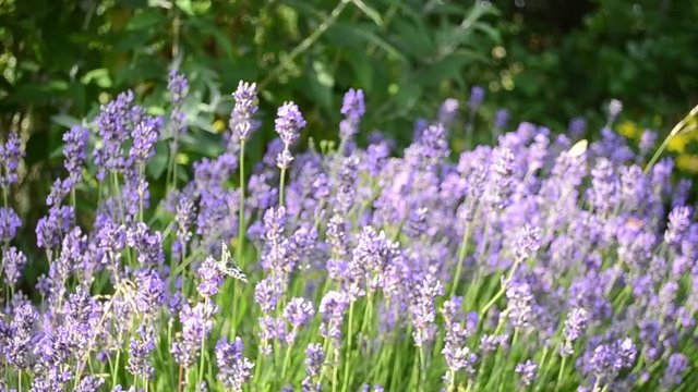 Lavender in garden blowing gently in wind