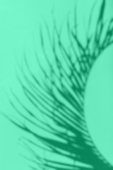 Obraz premium Tropical leaves shadows with copy space on turquoise background