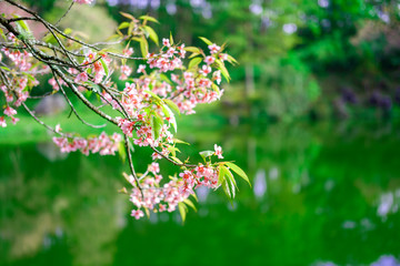 flowers in the garden