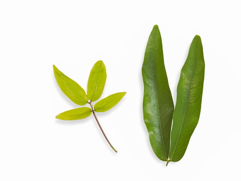 Close-up green leaves of asoka-tree (Saraca indica) on branches isolated on white background.