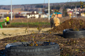 thin bush in a car tire. Autumn, day, sunny