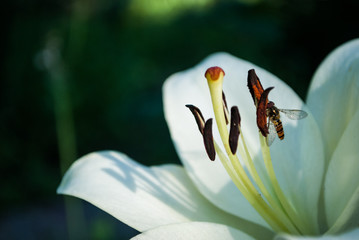 lilia biała kwiaty ogród