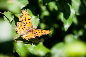 motyl owad pokrzywnik
