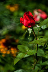 róża kwiat ogród czerwona róża