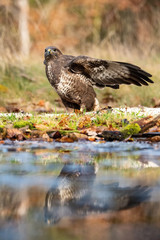 The Common Buzzard, Buteo buteo is is standing at the forest waterhole and preparing to drink, mirroring reflection on the surface, in the background is nice colorful bokeh of changing leaves, Czechia