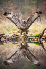 Plakat The Common Buzzard, Buteo buteo is is standing at the forest waterhole and preparing to drink, mirroring reflection on the surface, in the background is nice colorful bokeh of changing leaves, Czechia