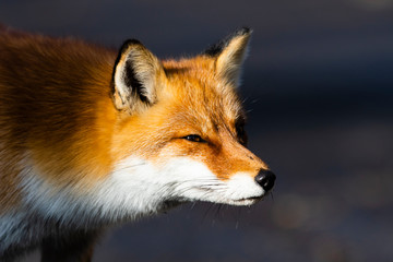 ホンドギツネ(japanese red fox)