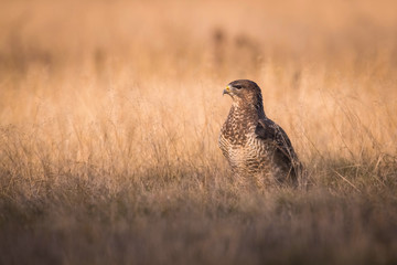 The Common Buzzard, Buteo buteo is sitting in the dry grass in autumn environment of wildlife. Golden light..
