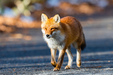 ホンドギツネ(japanese red fox)