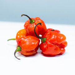 Habanero Pepper (