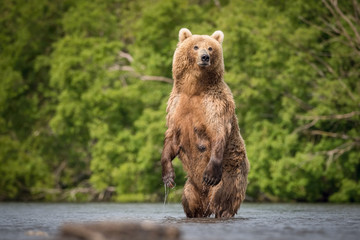 The Kamchatka brown bear, Ursus arctos beringianus catches salmons at Kuril Lake in Kamchatka, running in the water, action picture