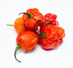 Habanero Pepper (