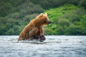 Plakat The Kamchatka brown bear, Ursus arctos beringianus catches salmons at Kuril Lake in Kamchatka, running in the water, action picture