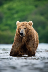 Obraz premium The&nbsp;Kamchatka&nbsp;brown&nbsp;bear, Ursus arctos beringianus catches salmons at Kuril Lake in Kamchatka, running in the water, action picture