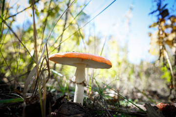 Poisonous Spotted Mushrooms in Magical Green Forest