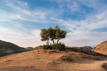 Naklejka premium Lonely olive tree on top of a mountain against a blue sky with clouds. Beautiful landscape in the unique high mountains of Meteora, Greece. One single tree on a deserted rock.