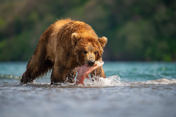 Fototapeta na wymiar The Kamchatka brown bear, Ursus arctos beringianus catches salmons at Kuril Lake in Kamchatka, in the water