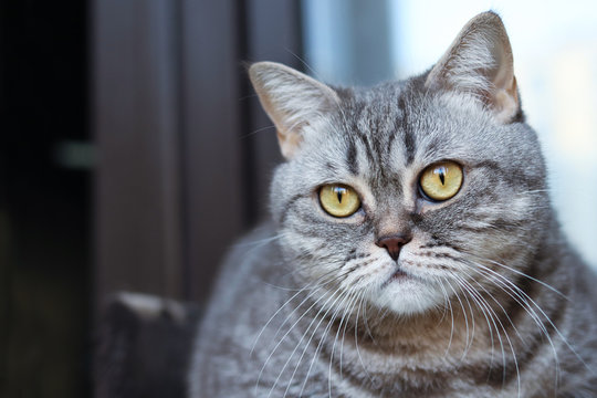 Grey striped cat looks into the camera, space for text