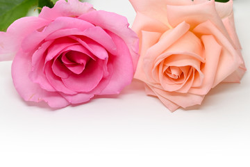 beautiful pink and orange rose flower isolated on white background