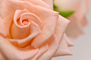 orange rose with spiral petal, beautiful flower springtime in nature