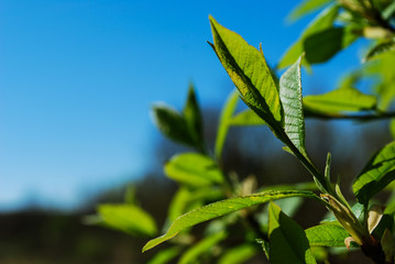 liście wiśni zielone soczysta zieleń