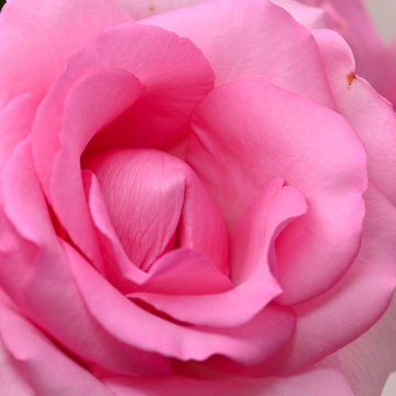 beautiful pink rose flower blossom, concept image of sexual orgasm man and woman