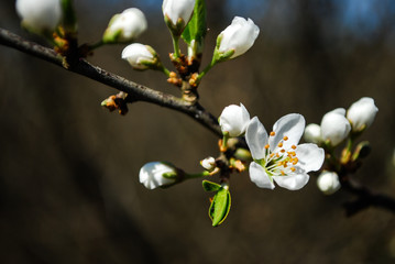 Sad drzewo ogród kwitnie jabłoń