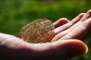 Suchy kwiat nasiono dłoń © Wiktor