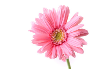 pink gerbera blooming in springtime, beautiful single flower isolated on white background