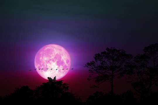 Full Pink Moon Back On Silhouette Plant On Night Sky