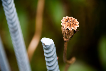 Mak ogród koszyczek nasion © Wiktor