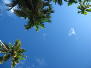Obraz na płótnie Canvas Beautiful palms and blue sky. Exoticism. Closeup of a palms tree.