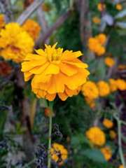 yellow flowers in garden