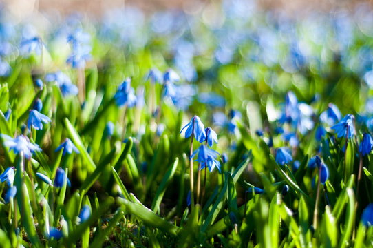 cebulice kwiaty niebieskie ogród wiosna flowers