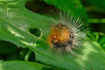 Raupe vom Braunen Bär in Bayern	