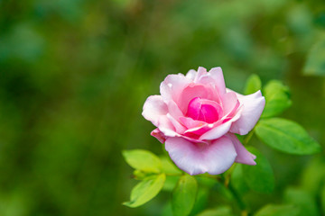 Coral rose flower in roses garden. Top view. Soft focus.