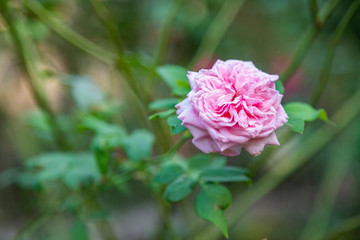 Coral rose flower in roses garden. Top view. Soft focus.