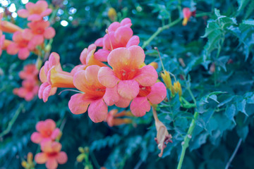 Pink flowers in the shape of bells on the background of a green Bush