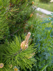 Spring cones at the end of a spruce branch against a background of green bushes