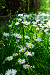 stokrotki kwiaty łąka białe kwiaty lato © Wiktor