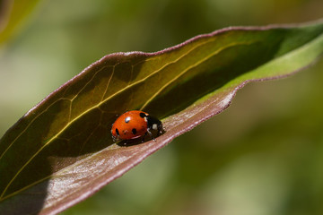 Little ladybug on a leaf close-up.