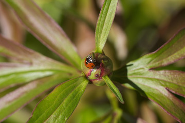 Little ladybug on a leaf close-up.