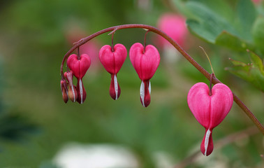 Dicentra spectabilis pink bleeding hearts in bloom on the branches, flowering plant in springtime garden, romantic flowers.