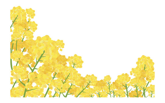 なのはな Photos Royalty Free Images Graphics Vectors Videos Adobe Stock なのはな Photos Royalty Free Images Graphics Vectors Videos Adobe Stock