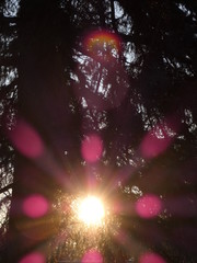 sun in trees