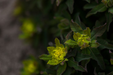 Zdjęcia kwiatów ogrodowych z małą głębią ostrości, macro