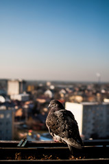gołąb ptak miasto panorama © Wiktor