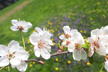 Obraz premium Prunus cerasus blossoms in spring. Beautiful delicate small white flowers on a branch of a cherry tree.