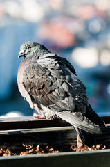 ptak bird gołąb nastroszony © Wiktor