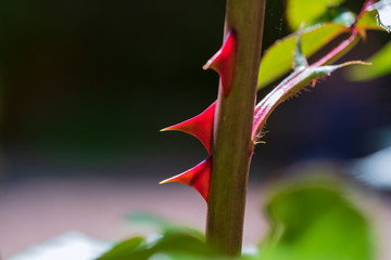 Nahaufnahme von Dornen einer Rose